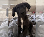 Small Photo #6 Labrenees Puppy For Sale in Lakewood, CO, USA