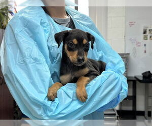 Mutt Dogs for adoption in Raleigh, NC, USA