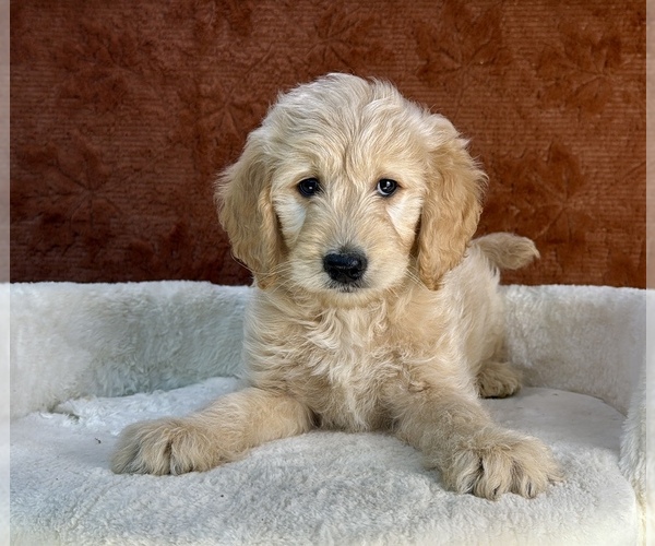 Medium Photo #7 Goldendoodle Puppy For Sale in OCALA, FL, USA