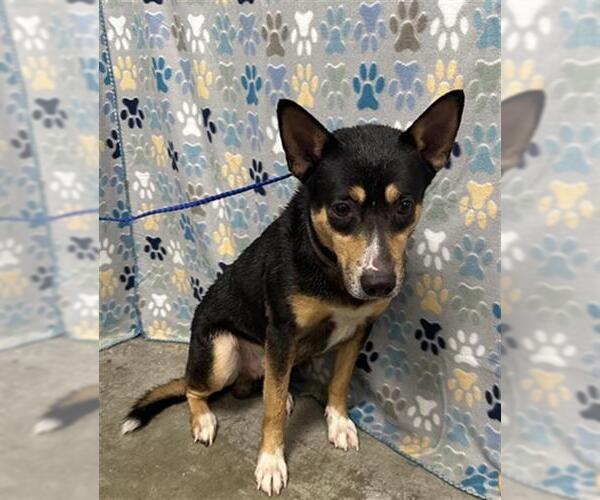 Medium Photo #1 Miniature Pinscher-Unknown Mix Puppy For Sale in Rosenberg, TX, USA
