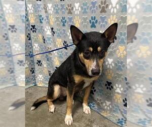 Miniature Pinscher-Unknown Mix Dogs for adoption in Rosenberg, TX, USA