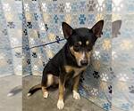 Small Miniature Pinscher Mix