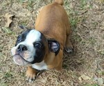 Small #1 Olde English Bulldogge