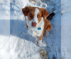 Mutt Dogs for adoption in Minneapolis, MN, USA