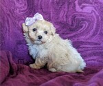 Small Photo #5 Maltipoo Puppy For Sale in NOTTINGHAM, PA, USA