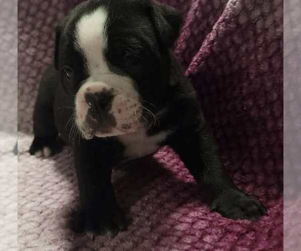Medium Photo #3 Olde English Bulldogge Puppy For Sale in ATHOL, ID, USA