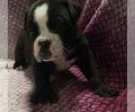 Small #2 Olde English Bulldogge