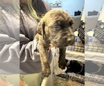 Small Photo #18 Cane Corso-Saint Bernard Mix Puppy For Sale in LIVERMORE, CA, USA