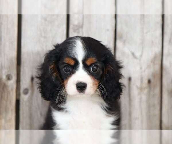Medium Photo #2 Cavapoo Puppy For Sale in MOUNT VERNON, OH, USA