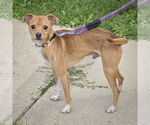 Small #1 Italian Greyhuahua