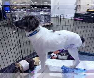 SC/Dobie - Male Brittany-Unknown Mix Dog for Adoption - Photo #4