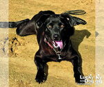 Small #7 Feist Terrier-Labrador Retriever Mix