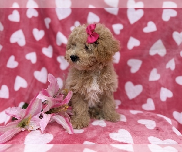 Medium Photo #6 Bichpoo Puppy For Sale in LAKELAND, FL, USA