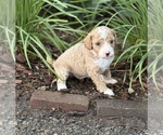 Small #7 Goldendoodle (Miniature)