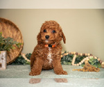 Small #4 Goldendoodle (Miniature)