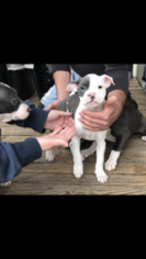 American Pit Bull Terrier Puppy for sale in FAIRDALE, KY, USA