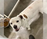 Small American Staffordshire Terrier Mix