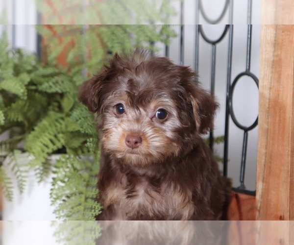 Medium Photo #2 YorkiePoo Puppy For Sale in NAPLES, FL, USA