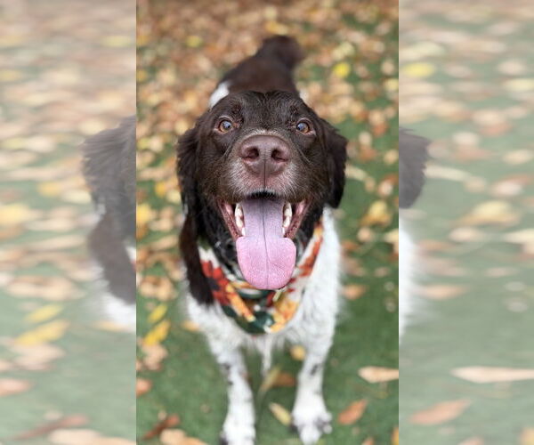 Medium Photo #4 Brittany Puppy For Sale in Curwensville, PA, USA