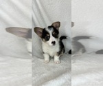 Small Pembroke Welsh Corgi