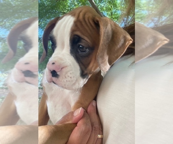 Medium Photo #8 Boxer Puppy For Sale in APPLE VALLEY, CA, USA