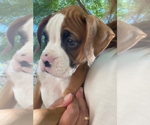 Medium Boxer