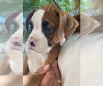 Puppy Puppy 7 Boxer
