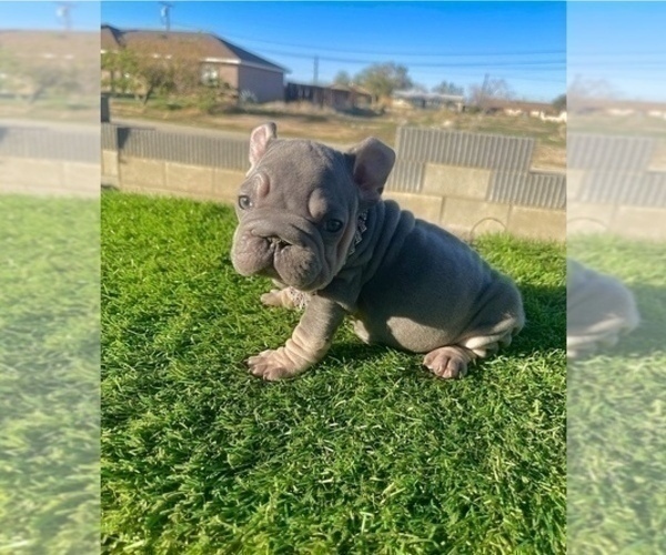 Medium Photo #22 French Bulldog Puppy For Sale in JERSEY CITY, NJ, USA