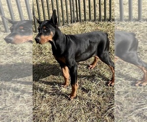 Medium Doberman Pinscher