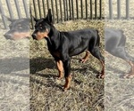 Puppy Camry AKC Doberman Pinscher