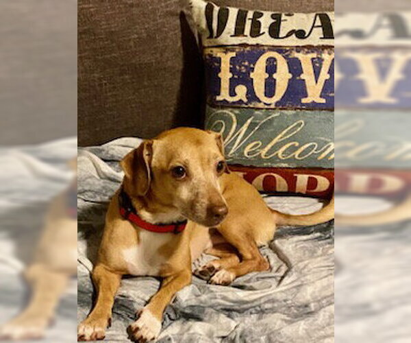 Medium Photo #10 Chiweenie Puppy For Sale in Tampa, FL, USA