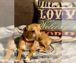 Small #9 Chiweenie