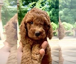 Small Photo #1 Goldendoodle (Miniature) Puppy For Sale in WEST GROVE, PA, USA