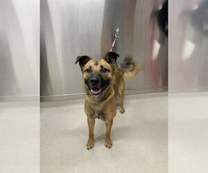 Siberian Husky-Unknown Mix Dogs for adoption in Fairbanks, AK, USA