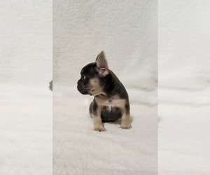 French Bulldog Puppy for sale in LAS VEGAS, NV, USA