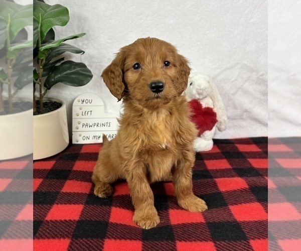 Medium Photo #2 Goldendoodle (Miniature) Puppy For Sale in GREENFIELD, IN, USA