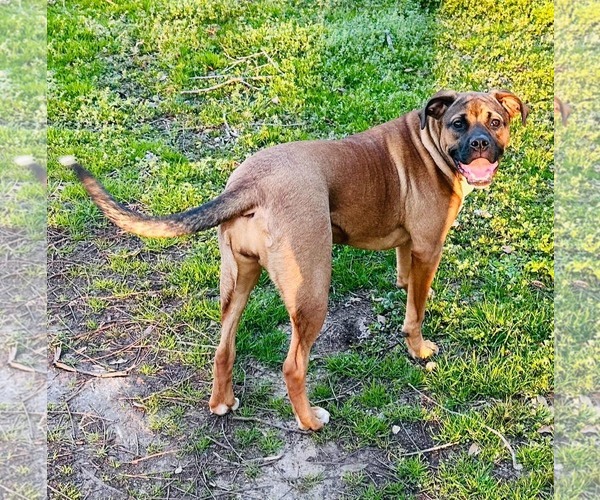 Medium Photo #3 Mutt Puppy For Sale in Greenville, SC, USA