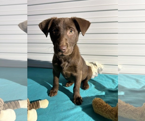 Medium Photo #2 Labrador Retriever Puppy For Sale in Tarrytown, GA, USA