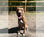 Small American Pit Bull Terrier-Labrador Retriever Mix