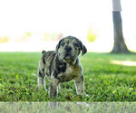 Puppy 7 English Bulldog-Mastiff Mix