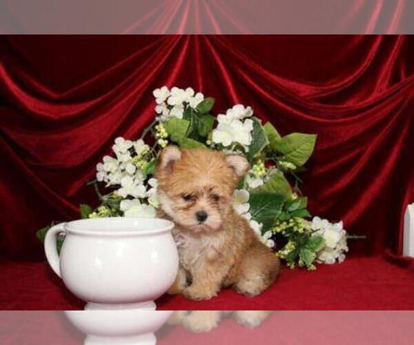 Medium Photo #9 Maltese Puppy For Sale in THONOTOSASSA, FL, USA