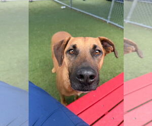 Mutt Dogs for adoption in Woodbury, NY, USA