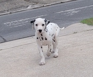 Dalmatian Puppy for sale in MOUNT DORA, FL, USA