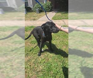 Labrador Retriever-Unknown Mix Dogs for adoption in Houston, TX, USA