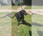 Small Labrador Retriever Mix
