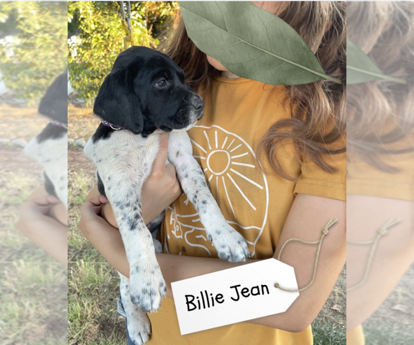 Medium Photo #35 Pointer Puppy For Sale in SACRAMENTO, CA, USA
