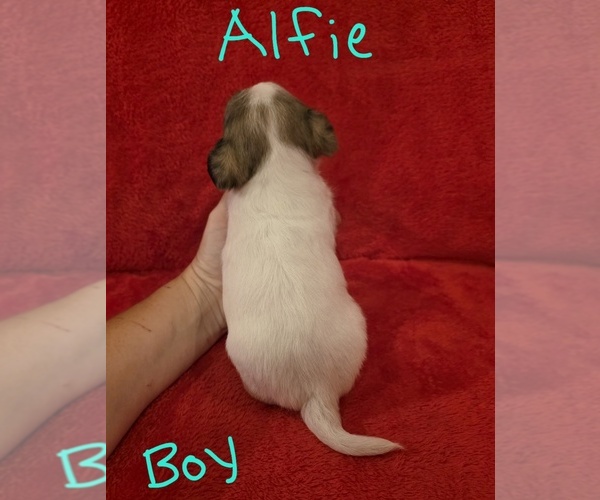 Medium Photo #9 Chizer Puppy For Sale in MONTEZUMA, GA, USA