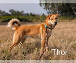Small #1 German Shepherd Dog Mix