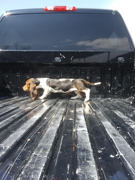 Medium Photo #10 Basset Hound Puppy For Sale in PETERSBURG, IN, USA