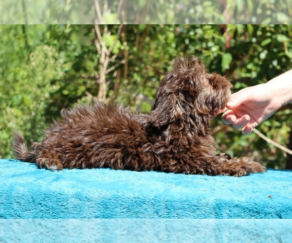 Medium Photo #21 ShihPoo Puppy For Sale in DYERSBURG, TN, USA